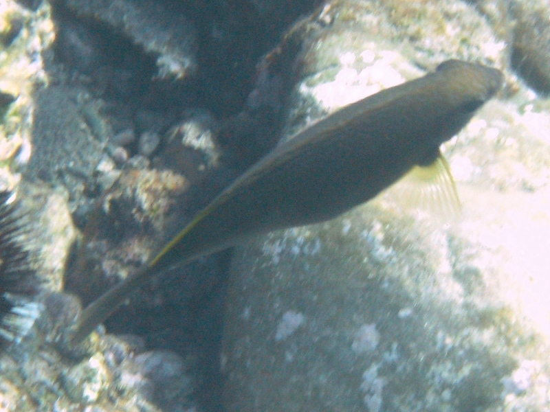 Siganus luridus (Pesce coniglio) - specie lessepsiana